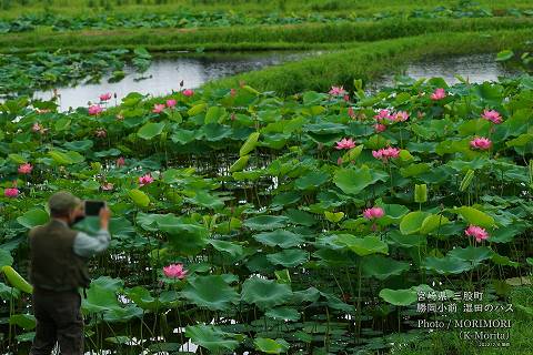 ロータス園勝岡 蓮(ハス)の花の写真 三股町〔23〕