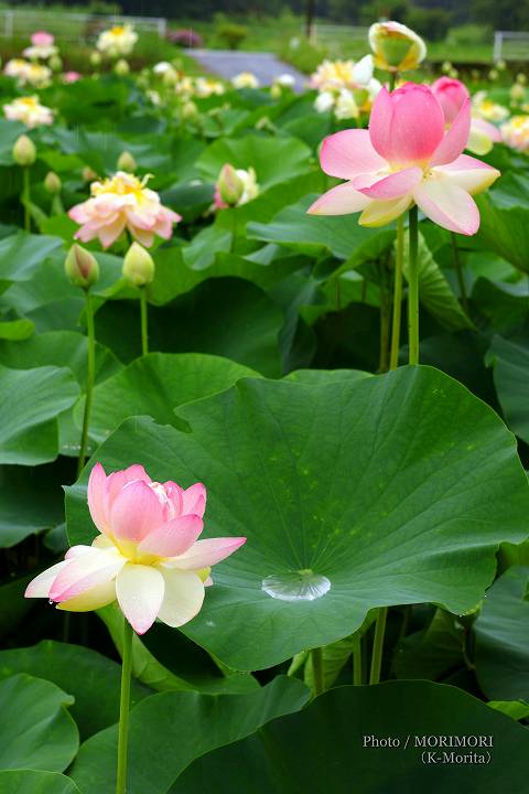 ロータス園勝岡 蓮(ハス)の花の写真 三股町〔2〕