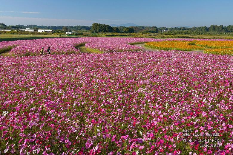 都城市 南部ふれあい広場 花園のコスモス