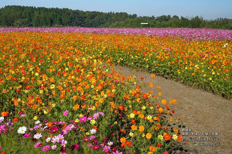 都城市 南部ふれあい広場 花園のコスモス