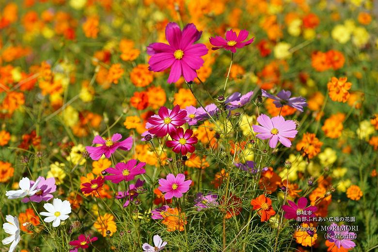 都城市 南部ふれあい広場 花園のコスモス