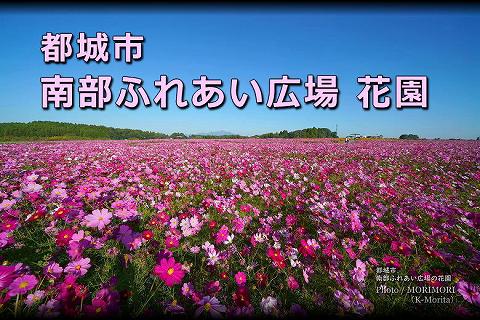 都城市 南部ふれあい広場 花園のコスモス