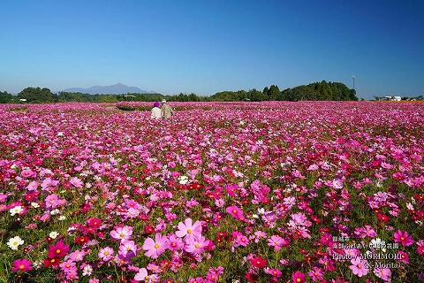 花園の中には散策路がある