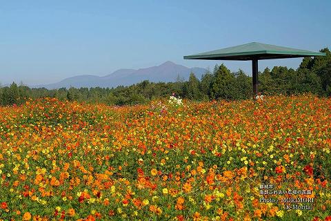 中央部は「キバナコスモス」