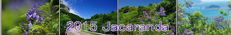 2015年撮影ジャカランダ写真&開花情報レポ 2015年撮影ジャカランダ写真&開花情報レポ