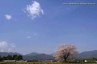 大坪の一本桜　宮崎県国富町　遠景