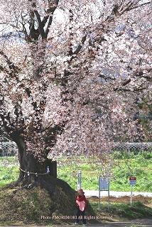 桜の木の下で・・・　
