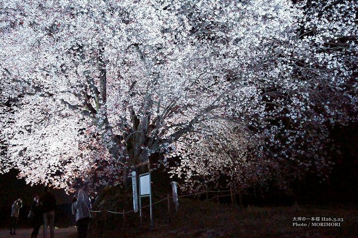 ■ 大坪の一本桜　ライトアップ（夜桜）