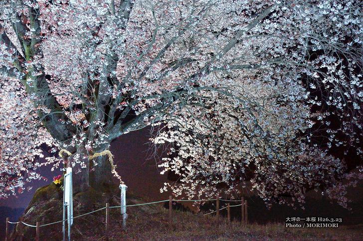 ■ 大坪の一本桜　ライトアップ（夜桜）　03