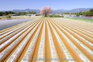 大坪の一本桜（ヤマザクラ）とタバコ畑　03
