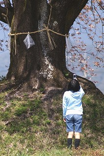大坪の一本桜（ヤマザクラ）　07　携帯電話で撮影する子供。