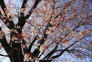 大坪の一本桜の写真　追加　02