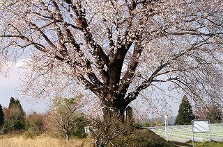 大坪の一本桜の写真　追加 09
