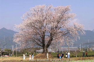 大坪の一本桜の写真　追加 10