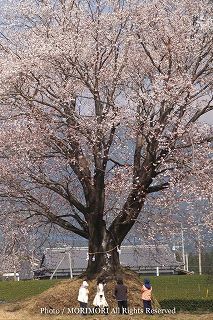 大坪の一本桜の写真　追加  11