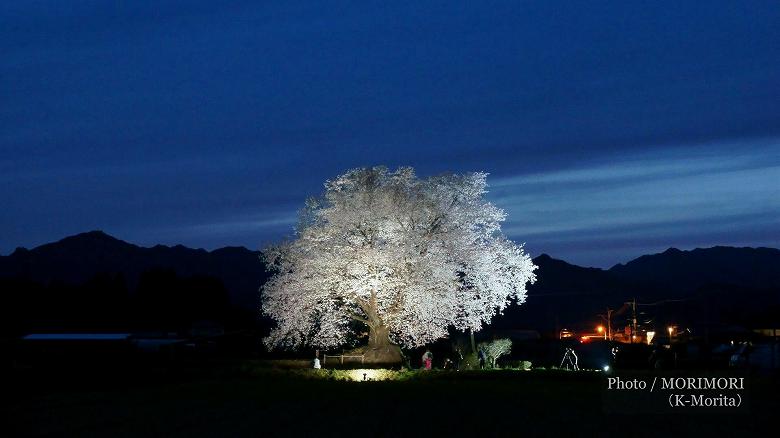 大坪の一本桜(2015年 ライトアップされていた頃の写真)