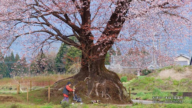 大坪の一本桜　2016年撮影