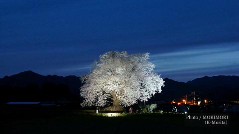 大坪の一本桜(2015年 ライトアップされていた頃の写真)