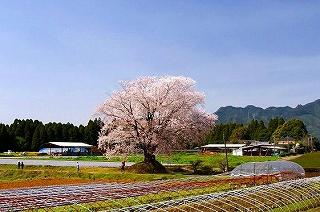 ■ 宮崎県　国富町　大坪の一本桜　（ヤマザクラ）