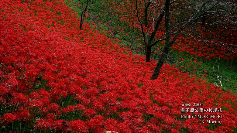 彼岸花（皇子原公園）