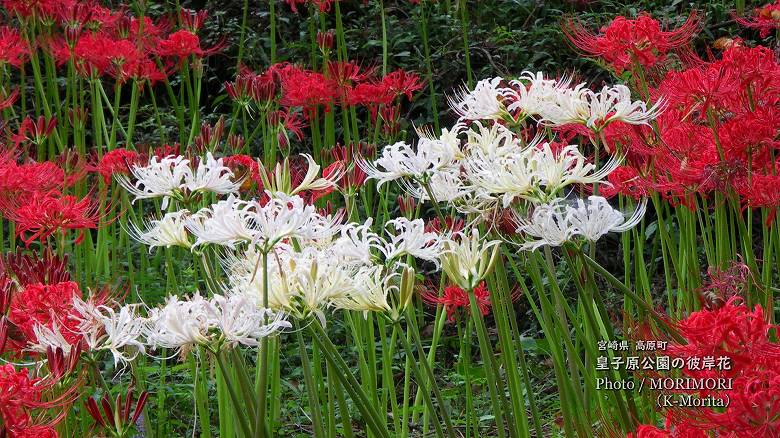 紅白の彼岸花（皇子原公園）