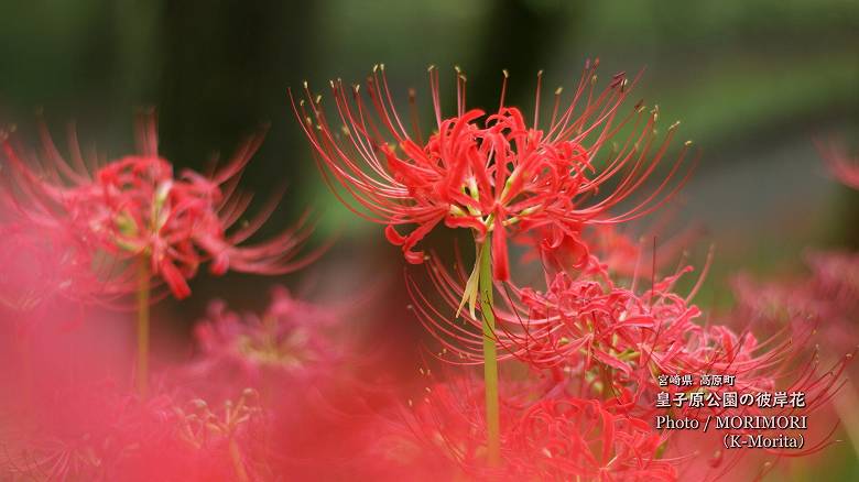 彼岸花（皇子原公園）