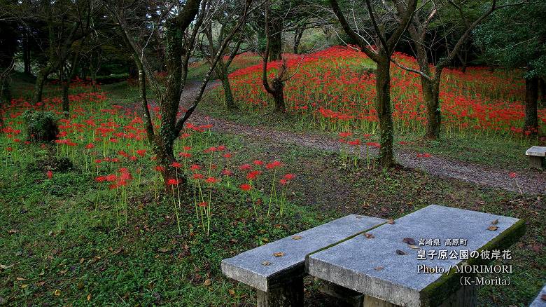 「高原町古墳」に咲く彼岸花（皇子原公園）