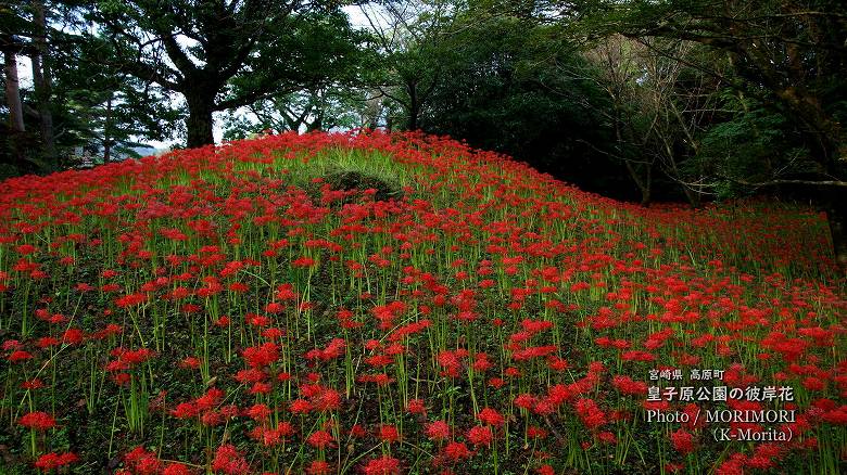 「高原町古墳」に咲く彼岸花（皇子原公園）