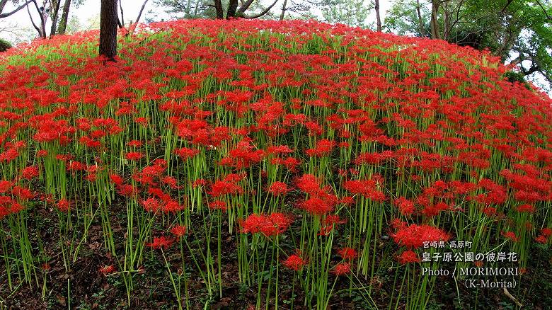 「高原町古墳」に咲く彼岸花（皇子原公園）