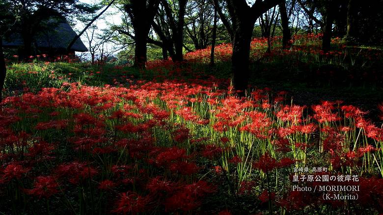 「高原町古墳」に咲く彼岸花（皇子原公園）