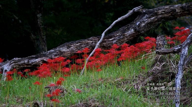 皇子原公園に咲く彼岸花