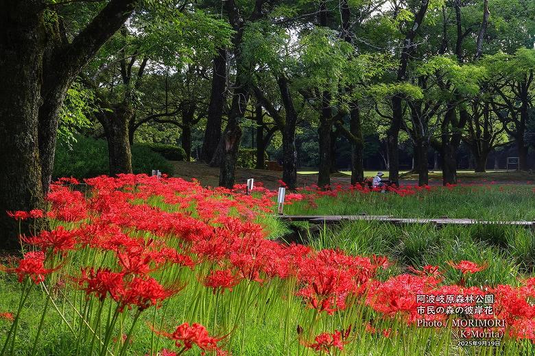 宮崎市 市民の森 彼岸花