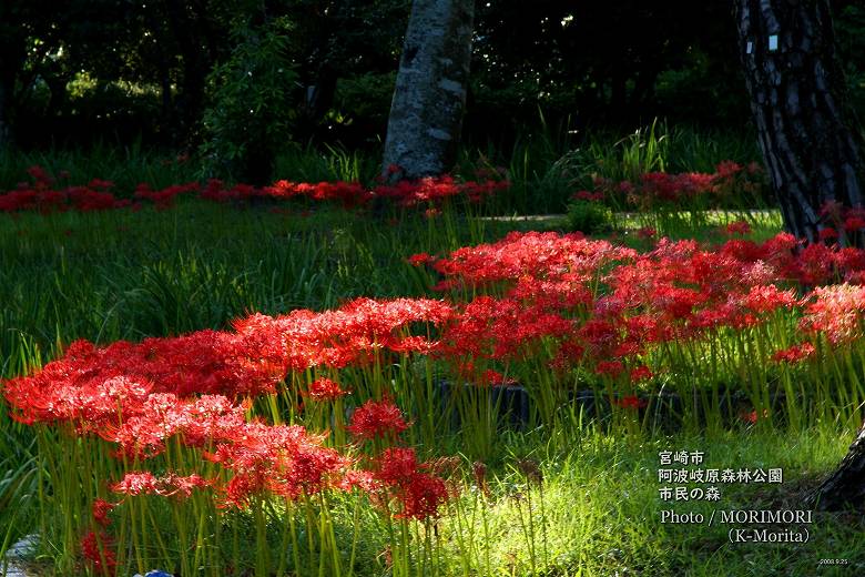 宮崎市 市民の森 彼岸花