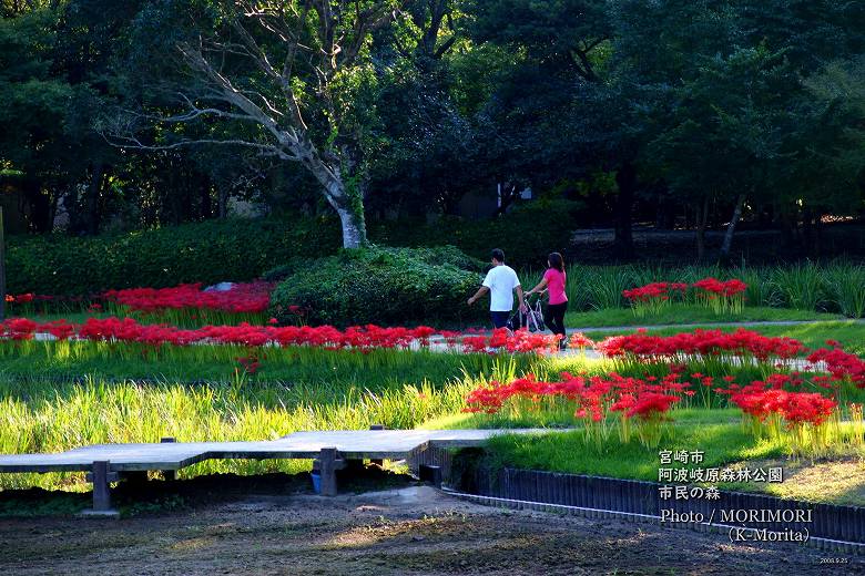 宮崎市 市民の森 彼岸花