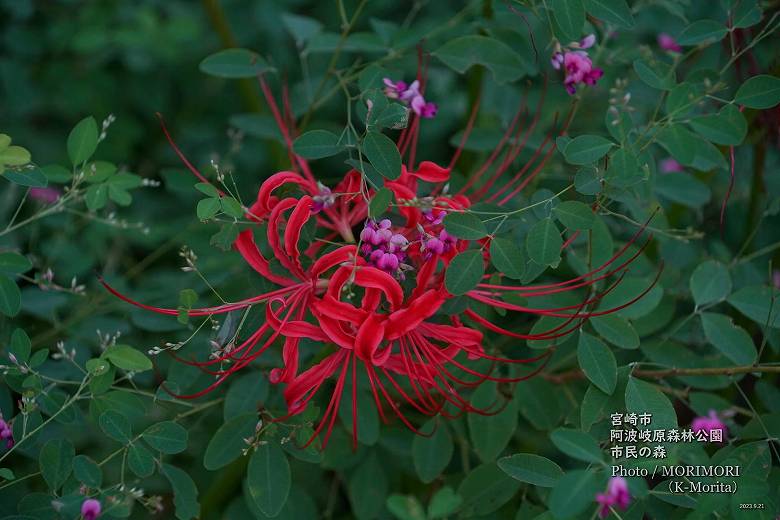 宮崎市 市民の森 彼岸花