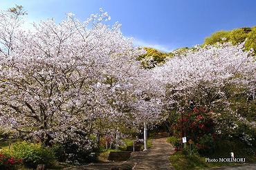 都農町　瀧神社参道入り口付近の桜