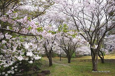 都農町　不動公園の桜