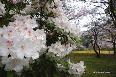 都農町　不動公園の桜とシャクナゲ