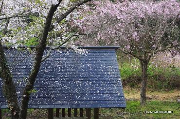 都農町　不動公園の桜