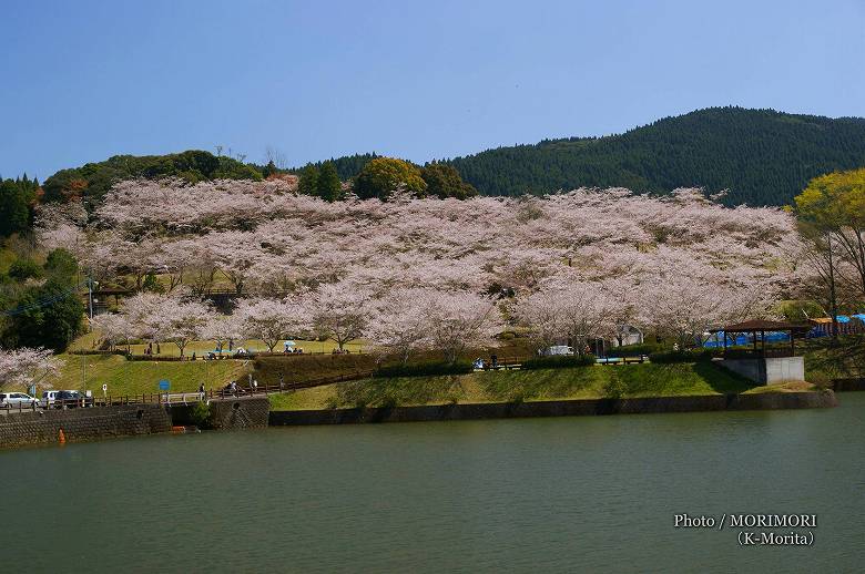 上米公園の桜（三股町）