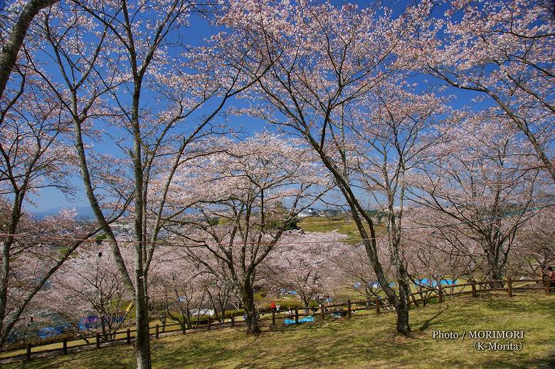 上米公園の桜（三股町）