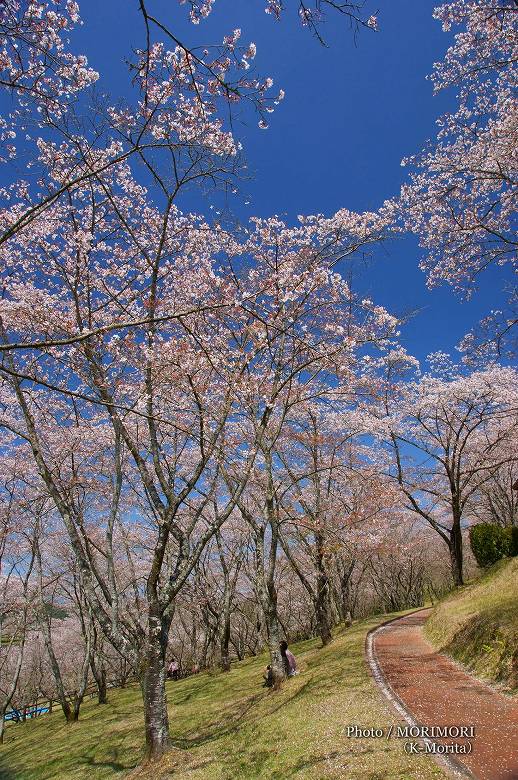 上米公園の桜（三股町）