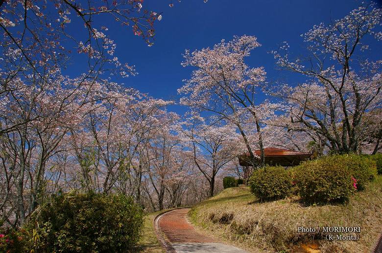 上米公園の桜（三股町）