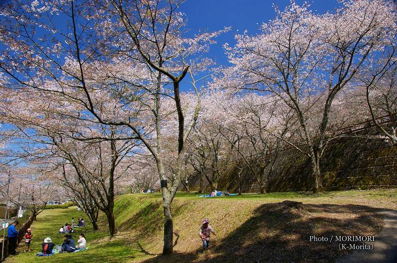 上米公園の桜（三股町）