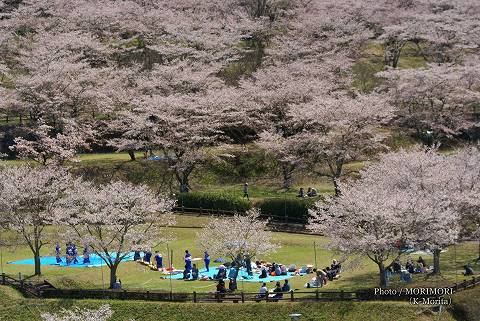 上米公園の桜（三股町）