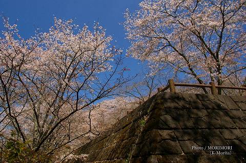 上米公園の桜（三股町）