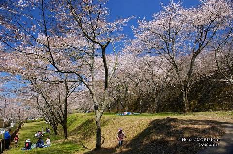 上米公園の桜（三股町）