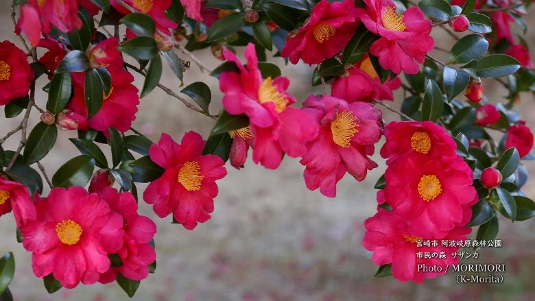 宮崎市 市民の森 山茶花(サザンカ)