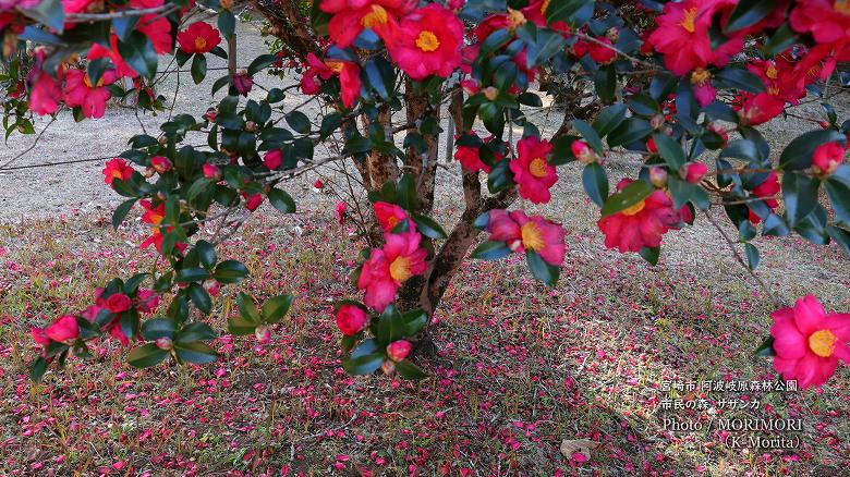 宮崎市 市民の森 山茶花(サザンカ)