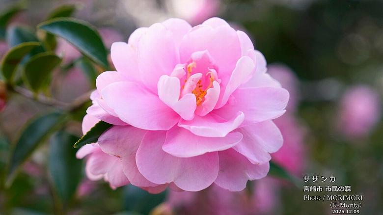 宮崎市 市民の森 ピンク色の山茶花(サザンカ)